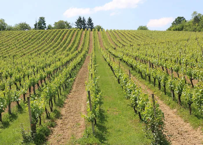 Stupnicki Dvori Winery Hotel
